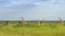 Giraffes in a green savannah , Kruger Park, South Africa