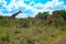 Giraffes group wild Kenya clouds