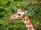 Giraffes head in front of greenery