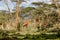 Giraffes herd in savannah
