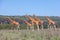 Giraffes herd in savannah