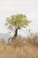 Giraffes hiding in the bush , Kruger, South Africa