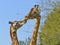 Giraffes kissing each other