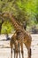 Giraffes, Kruger National Park