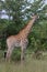 Giraffes Kruger National Park, Africa