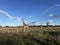 Giraffes in Kruger National Park South Africa