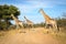 Giraffes Kruger National Park, South Africa