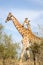 Giraffes Kruger Park, South Africa