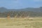 Giraffes at Lake Magadi, Kenya