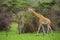 Giraffes in Lake Mburo National Park