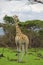 Giraffes in Lake Mburo National Park