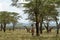 Giraffes in Lake Nakuru National Park in Kenya