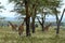 Giraffes in Lake Nakuru National Park in Kenya