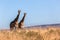 Giraffes Landscape Wildlife Animals