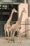 Giraffes in Le Cornell animal park