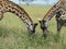 Giraffes leaning over head to head grazing