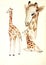 Giraffes on a light background. Drawing colored pencils