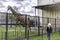 Giraffes live in their aviary in an outdoor zoo