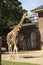 Giraffes at London Zoo, summer day, holidays