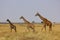 Giraffes in Masai Mara