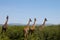 Giraffes - Masai Mara - Kenya