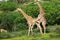 Giraffes mating
