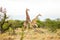 Giraffes during a mating in a game reserve