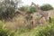 Giraffes at Mikumi National Park in Tanzania.