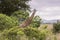 Giraffes at Mikumi National Park in Tanzania.