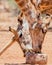 Giraffes At Mineral Block