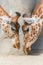 Giraffes, mother and baby