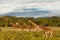 Giraffes and Mount Kilimanjaro