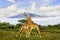 Giraffes and Mount Kilimanjaro