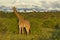 Giraffes and Mount Kilimanjaro in Amboseli National Parkst National Park