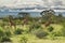 Giraffes and Mount Kilimanjaro in Amboseli National Parkst National Park