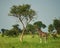 Giraffes Murchison Falls National Park Uganda