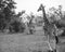 Giraffes, Murchison National Park, Uganda