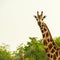 Giraffes, Murchison National Park, Uganda