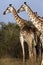 Giraffes - Namibia