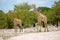 Giraffes in namibia