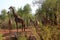 Giraffes in namibia