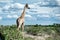 Giraffes, Namibia, Africa