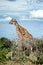 Giraffes, Namibia, Africa