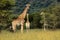 Giraffes in natural habitat
