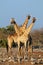 Giraffes in natural habitat - Etosha National Park