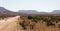 Giraffes next to a Namibian gravel road