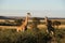 Giraffes in Northwest, South Africa.