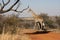 Giraffes in Northwest, South Africa.