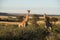 Giraffes in Northwest, South Africa.
