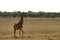 Giraffes in Northwest, South Africa.